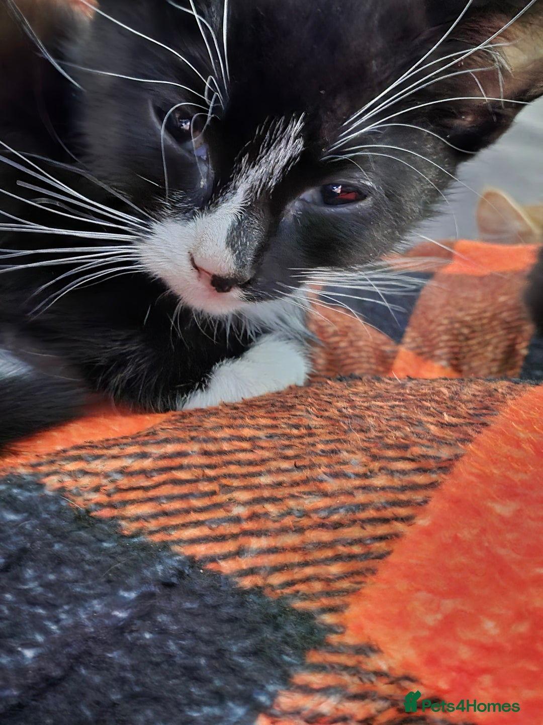 Mixed Breed cats for sale: Beautiful kittens for sale - Image 3