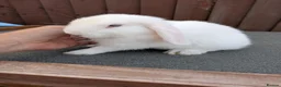 Mini Lop rabbits for sale: Purebred Minilops available to Reserve - Advert 14