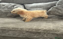 Jackapoo dogs for sale: Cream jackapoos f1b short legged  - Image 24