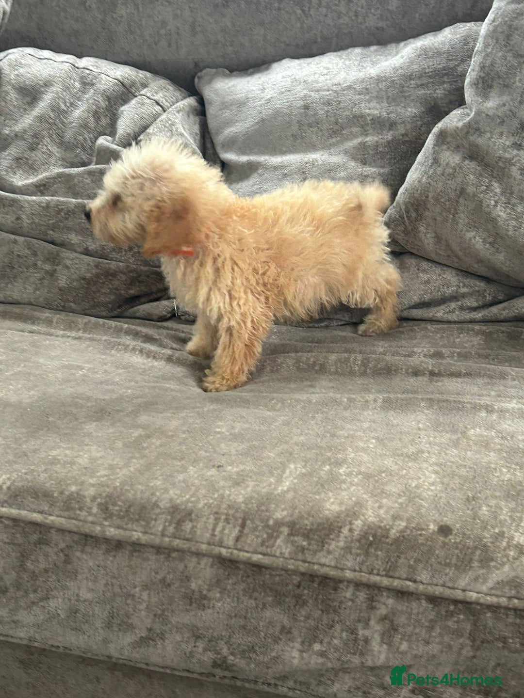 Jackapoo dogs for sale: Cream jackapoos f1b short legged  - Image 24