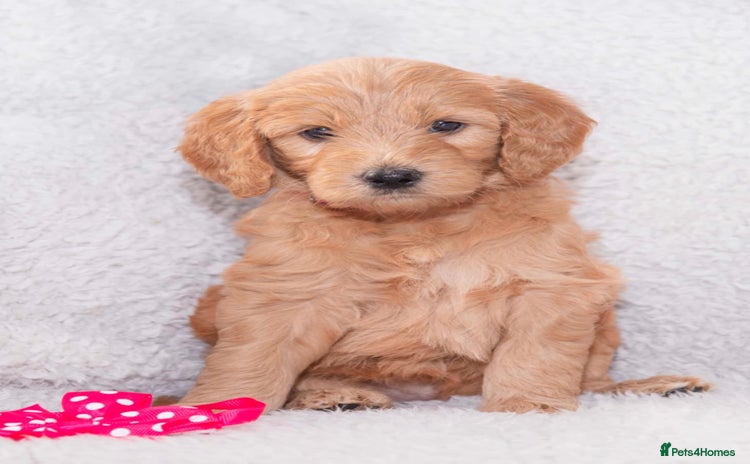 Goldendoodle dogs - Advert 5