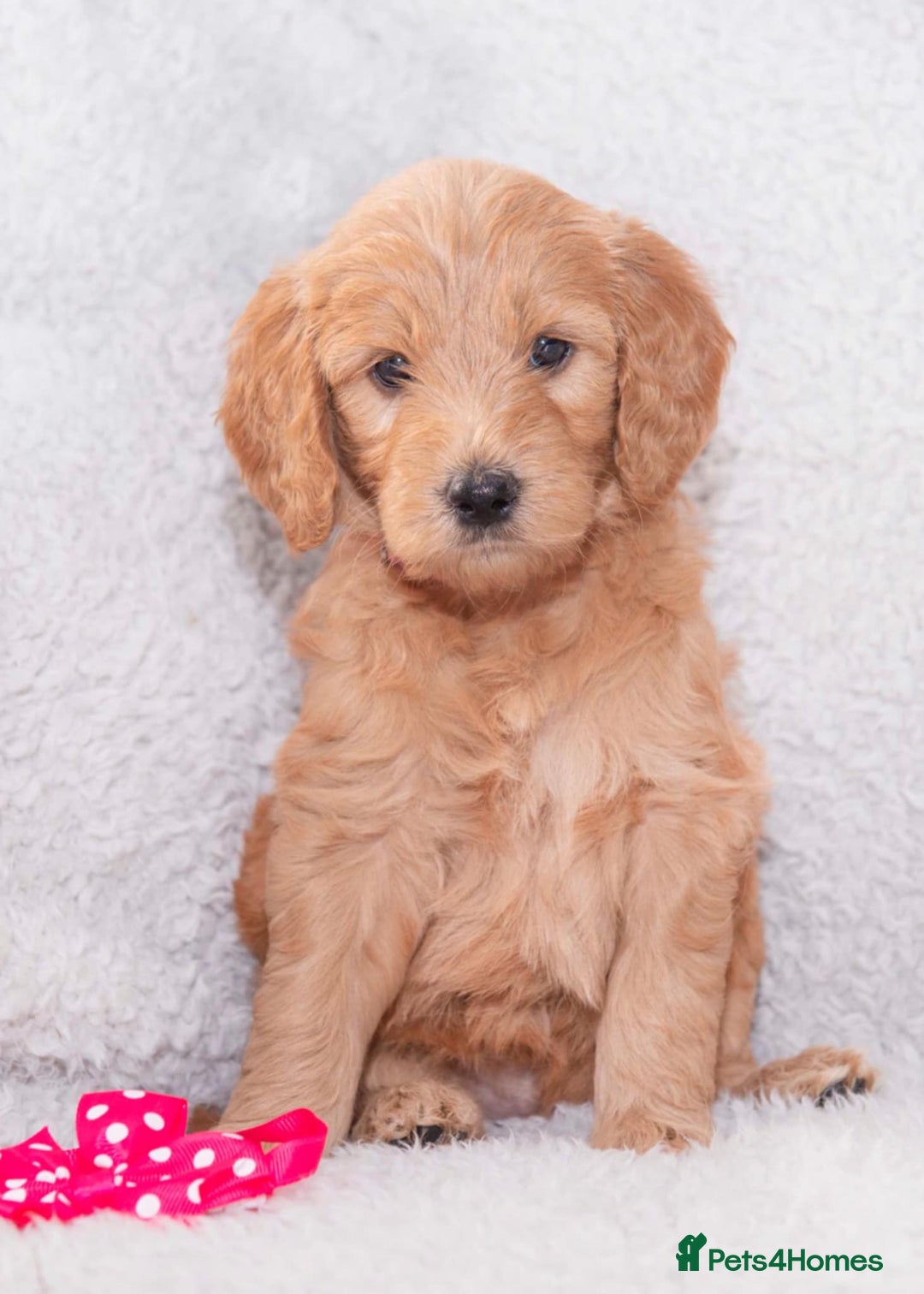 Goldendoodle dogs for sale: Goldendoodles ready in 1 weeks, Beautiful babies. - Image 1