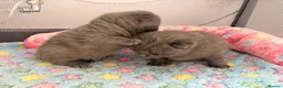 British Shorthair cats for sale: 4 British Shorthair Kittens For Sale 🐱 - Advert 4