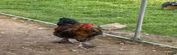 Mixed Breed poultry for sale: 2 cockrals available £20 each  - Advert 3