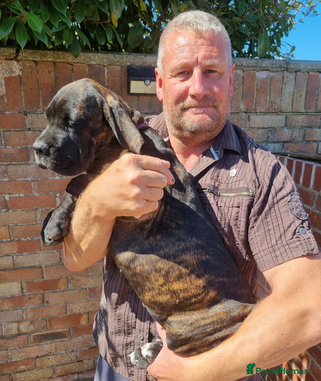 Cane Corso dogs for sale: Italian cane corso puppies  - Image 10