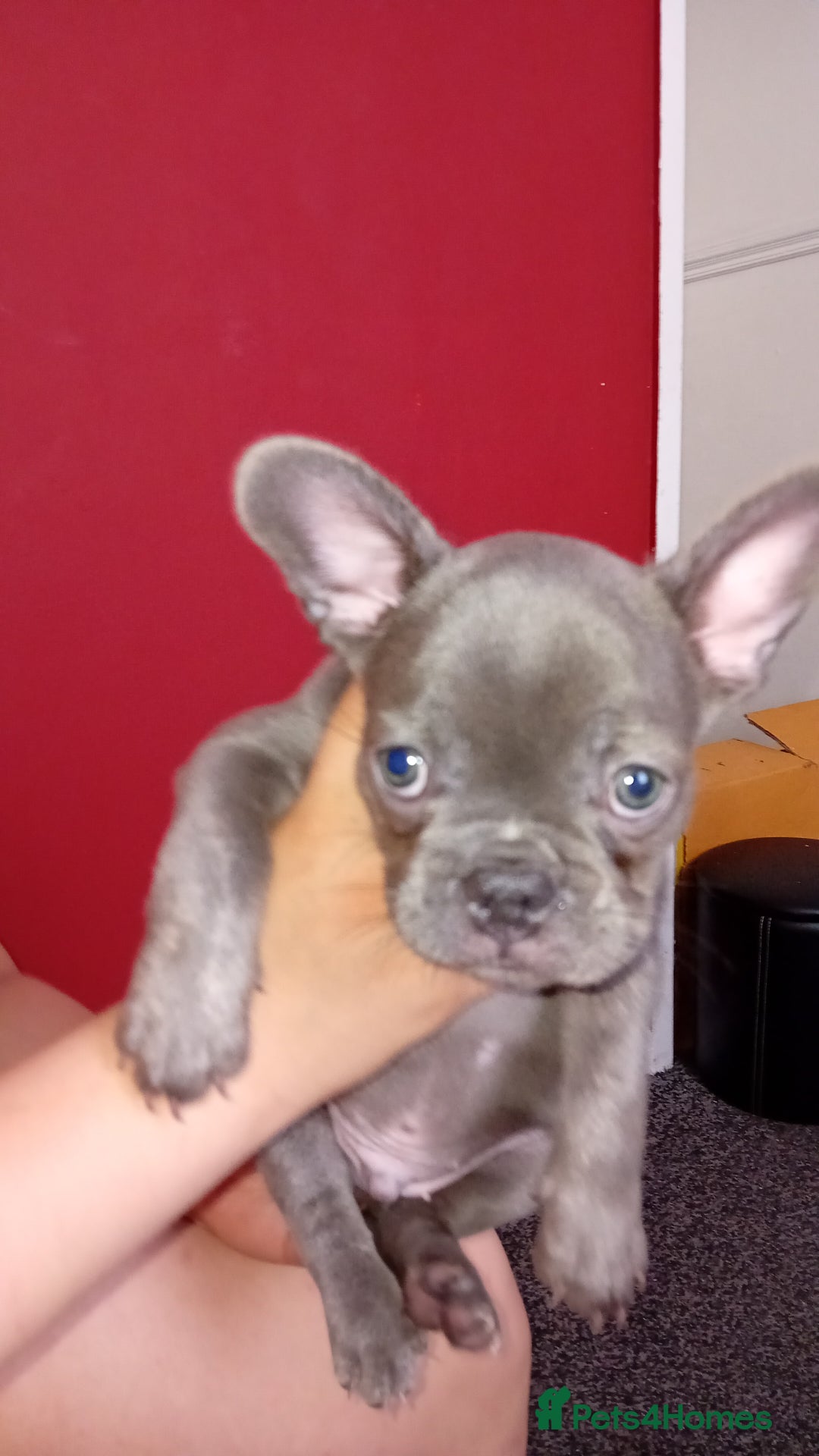 French Bulldog dogs for sale: French bulldog - Image 3
