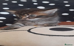 Mixed Breed cats for sale: Kittens  - Image 10
