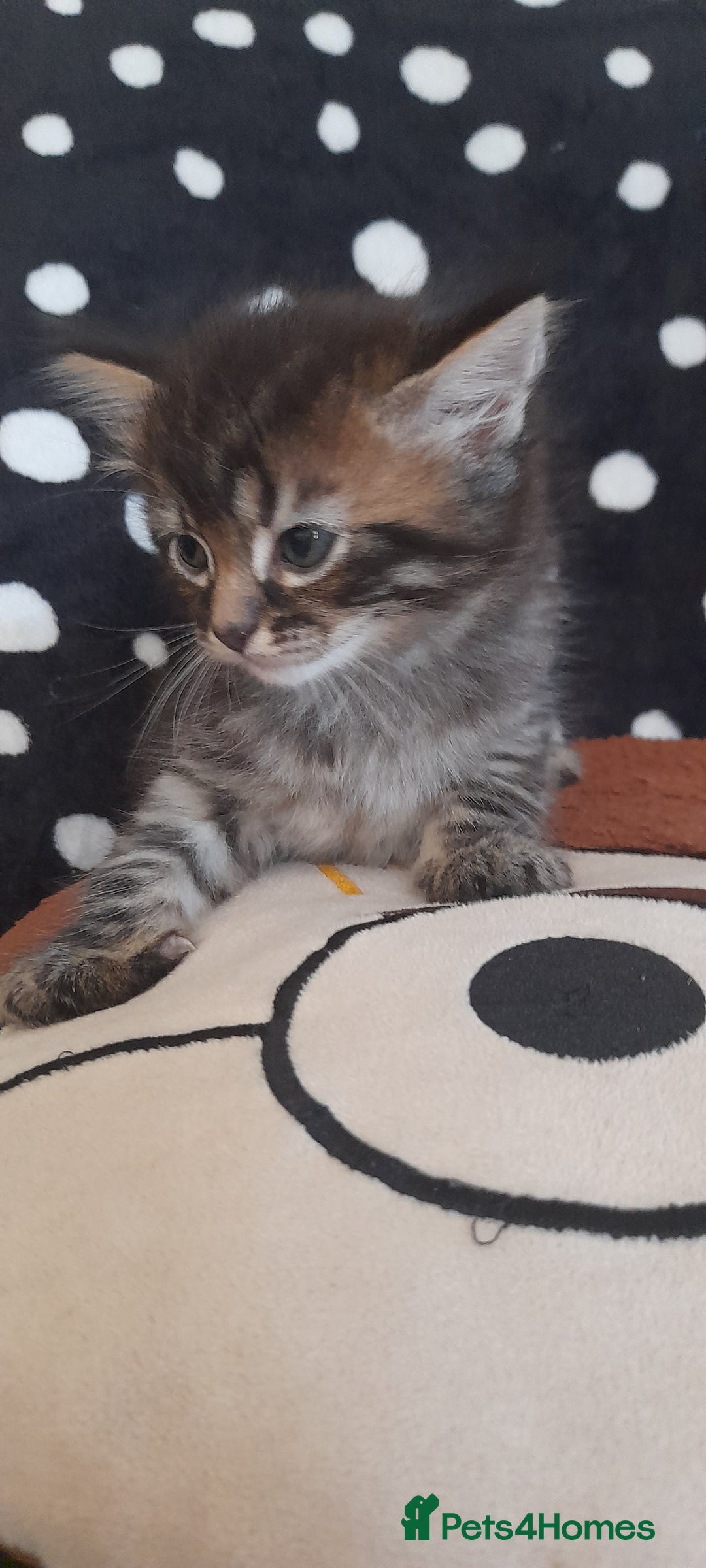 Mixed Breed cats for sale: Kittens  - Image 10