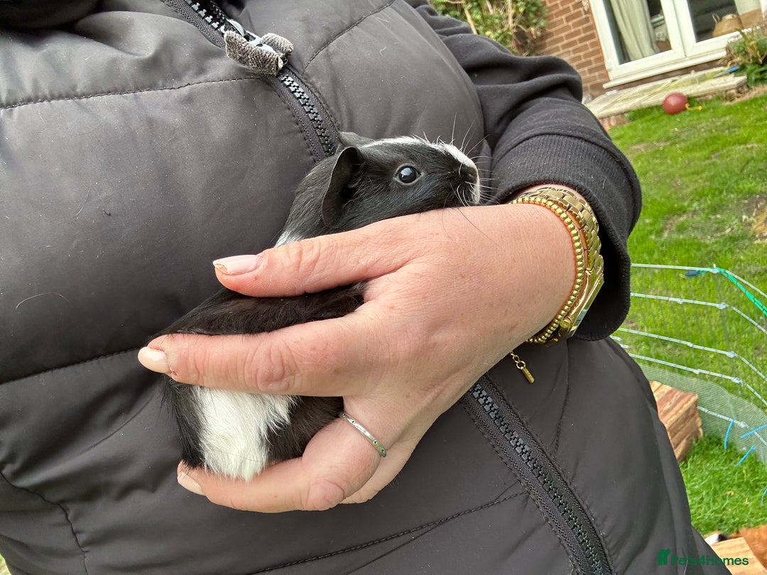 Guinea Pig rodents for sale: Baby Guinea Pigs ready now - Image 15
