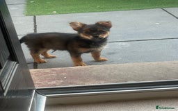 Mixed Breed dogs for sale: Yorkiepom - Image 1
