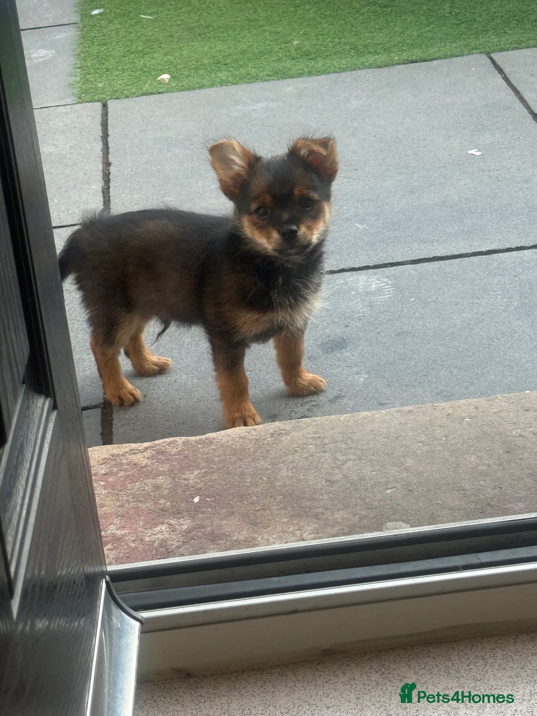 Mixed Breed dogs for sale: Yorkiepom - Image 1