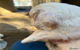 Clumber Spaniel dogs for sale: Clumber spaniel Puppies For Sale COI 6.4% - Advert 15