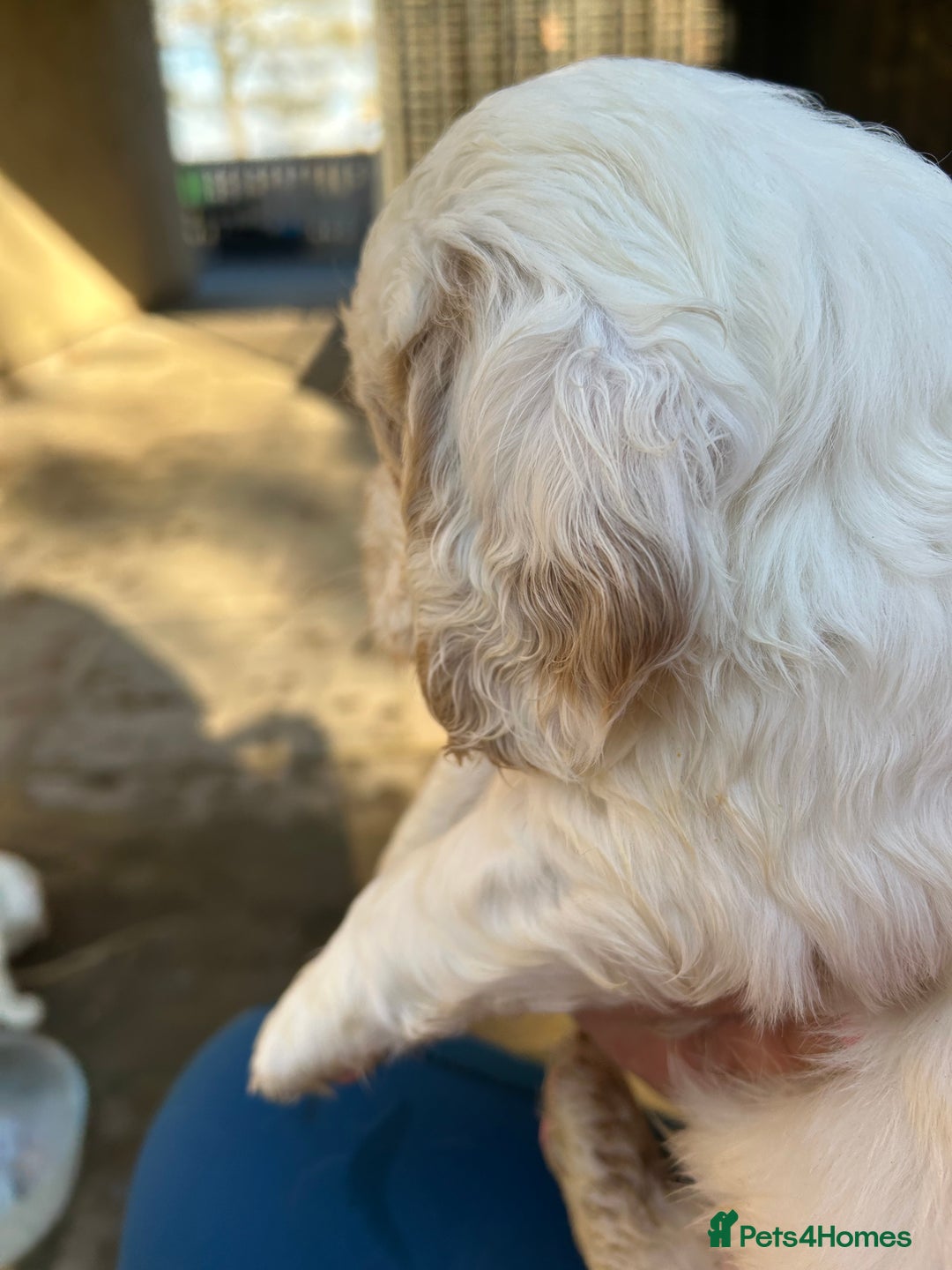 Clumber Spaniel dogs for sale: Clumber spaniel Puppies For Sale COI 6.4% - Advert 15
