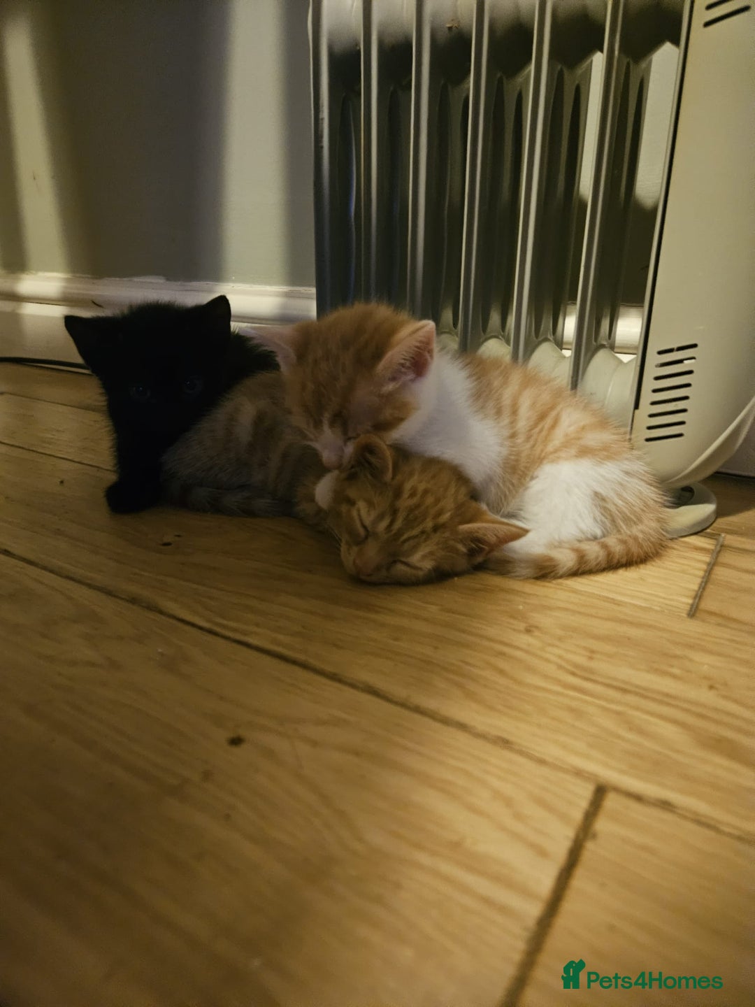 Mixed Breed cats for sale: Very cute 10 week old kittens  - Advert 3