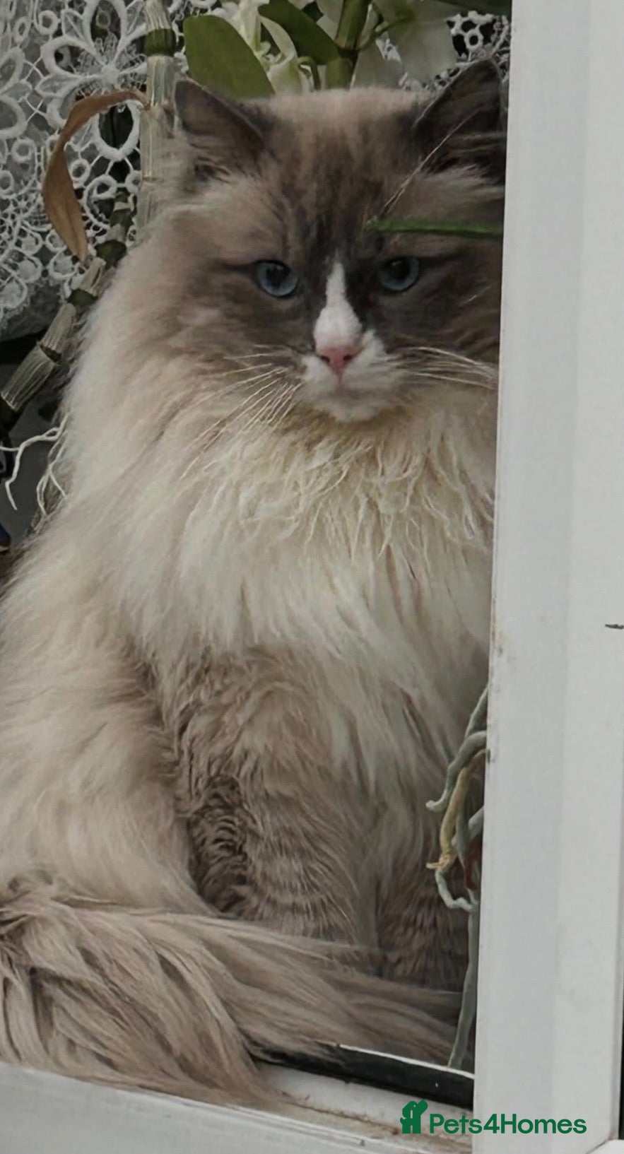 Ragdoll cats Ragdoll kittens GCCF - Advert 2