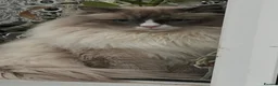 Ragdoll cats for sale: Ragdoll kittens GCCF - Advert 7