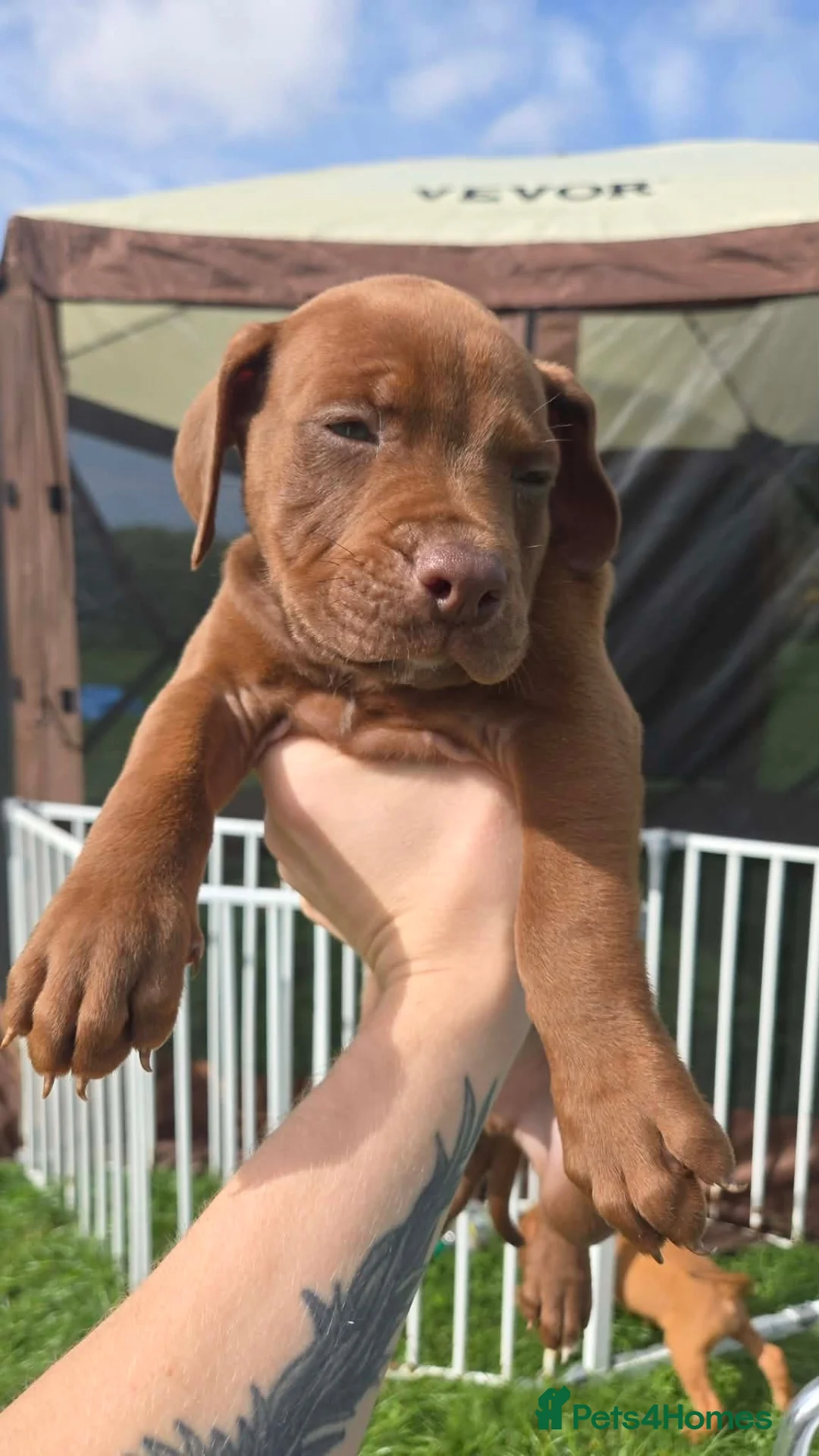 Mixed Breed dogs for sale: Alapaha x  - Advert 8