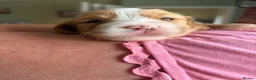 Mixed Breed cats for sale: Miniature Cockapoo’s looking for their forever. - Advert 18