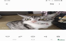 Maine Coon cats for sale: Kitten for sale various colours  - Image 5