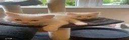 Ragdoll cats for sale: Gorgeous Ragdoll Kittens - Advert 12