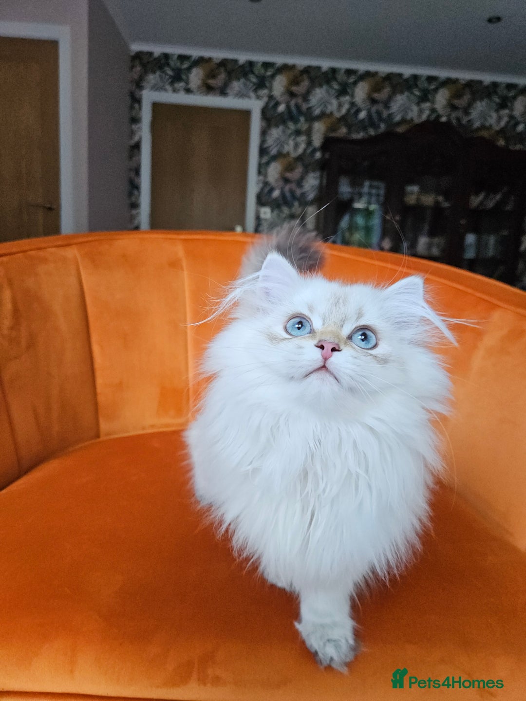 British Longhair cats for sale: Excellent Scottish straight girl ready to go - Image 34