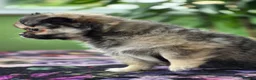 Chihuahua dogs for sale: Amazing Tiny Longcoat Chihuahua Puppies - Advert 19