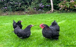 Chickens poultry for sale: Bantams and Pekins for sale - Image 12