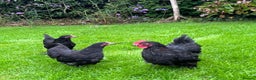 Chickens poultry for sale: Bantams and Pekins for sale - Advert 12