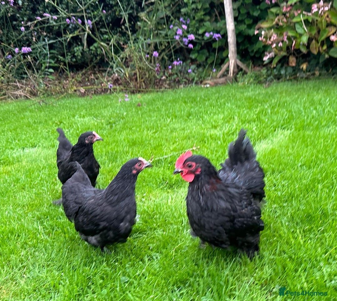 Chickens poultry for sale: Bantams and Pekins for sale - Image 12
