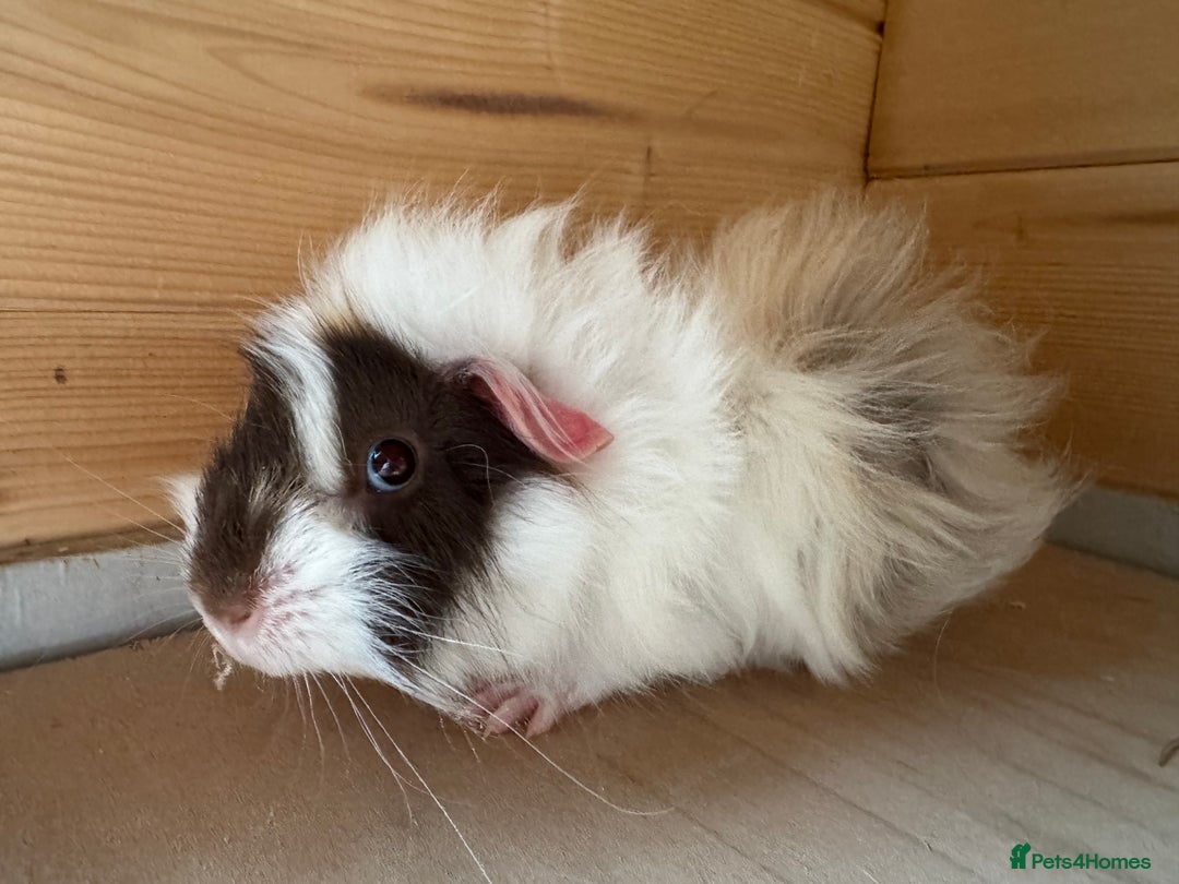 Guinea Pig rodents for sale: Guinea pigs Rex, slate, tri colour funky - Advert 5