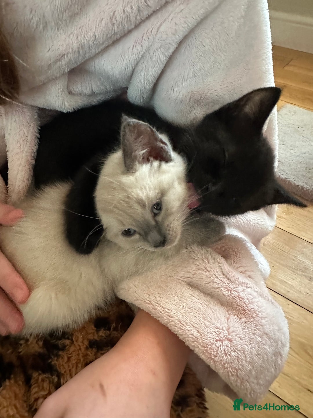 Ragdoll cats for sale: Ragdoll mix - Advert 12