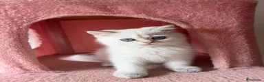 British Longhair 5