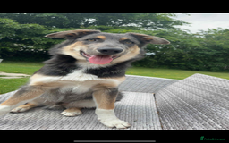 Mixed Breed dogs for sale: 9 month old blue gsd x collie  - Image 1