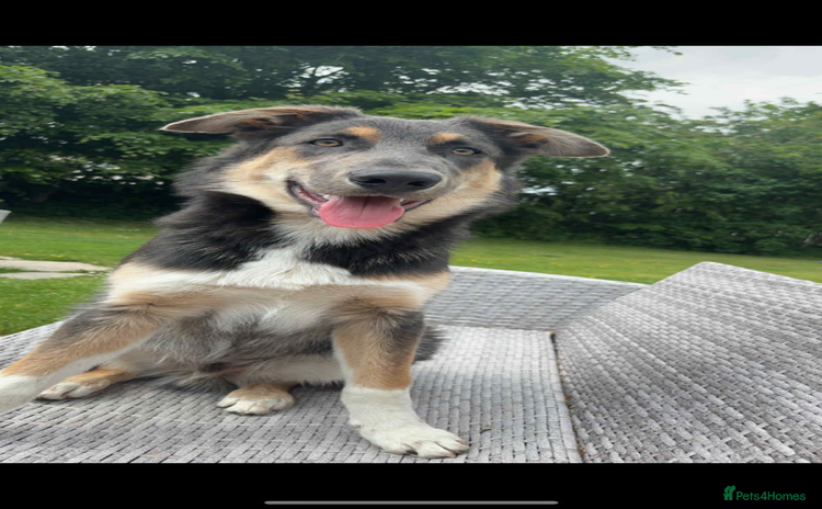 Mixed Breed dogs - Advert 14