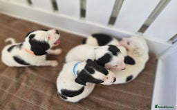 Beagle dogs for sale: BEAGLE X SPANIEL MIX PUPPIES - Image 12