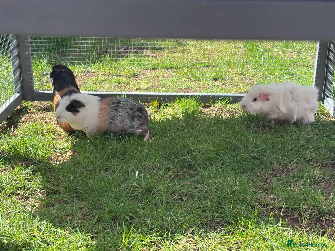 Guinea Pig rodents for sale: Beautiful girl guineas  - Advert 6