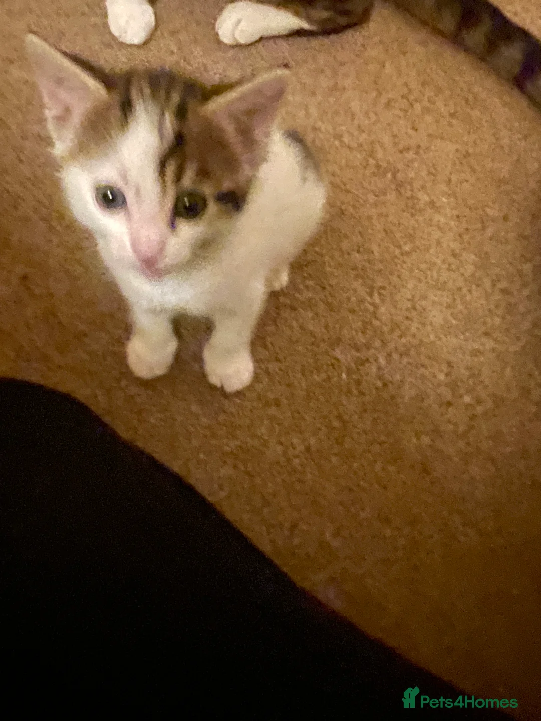 Mixed Breed cats for sale: Two beautiful spotty kittens - Advert 3