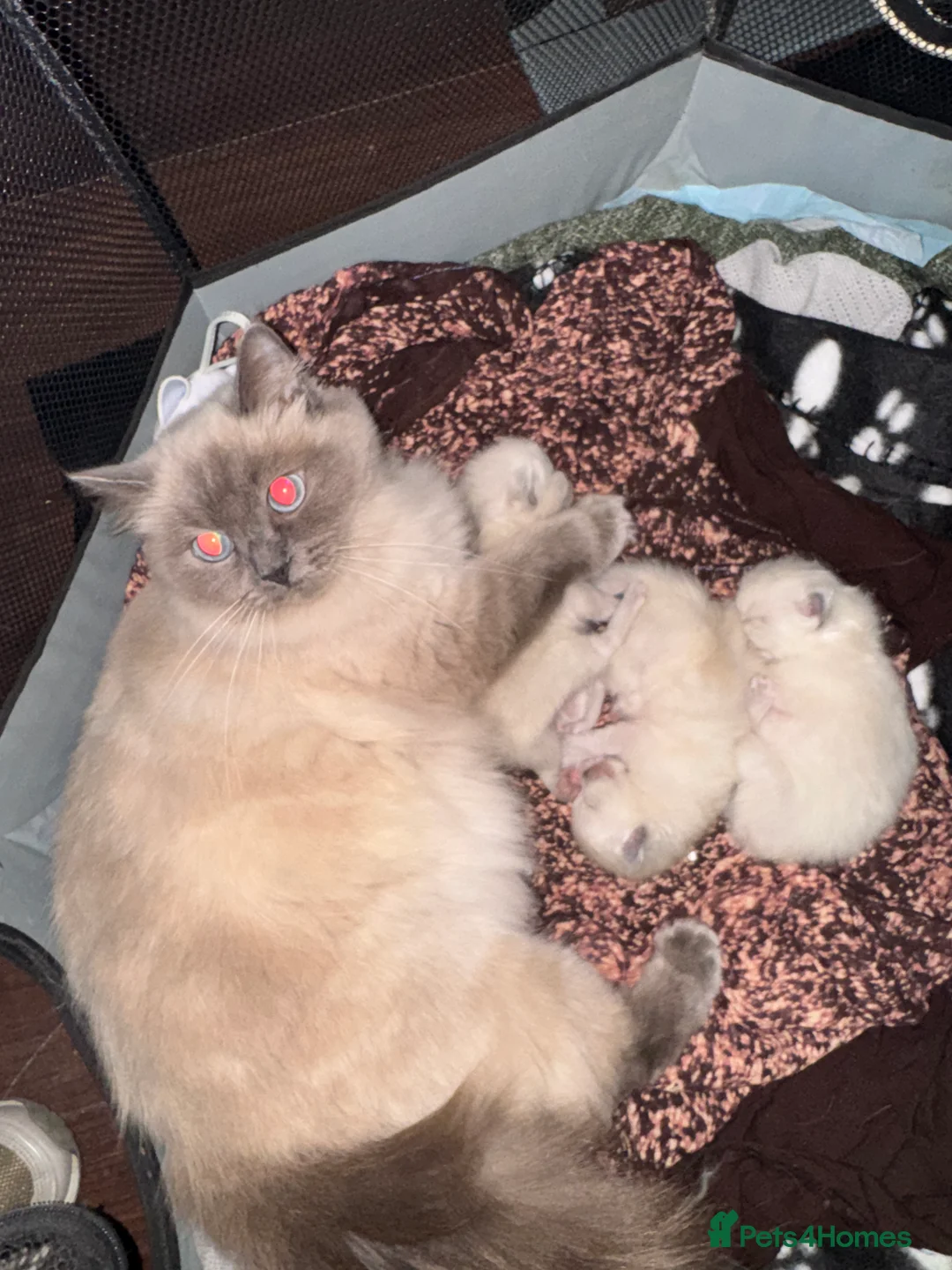 Ragdoll cats for sale: Bluepoint ragdoll- all reserved  - Advert 4
