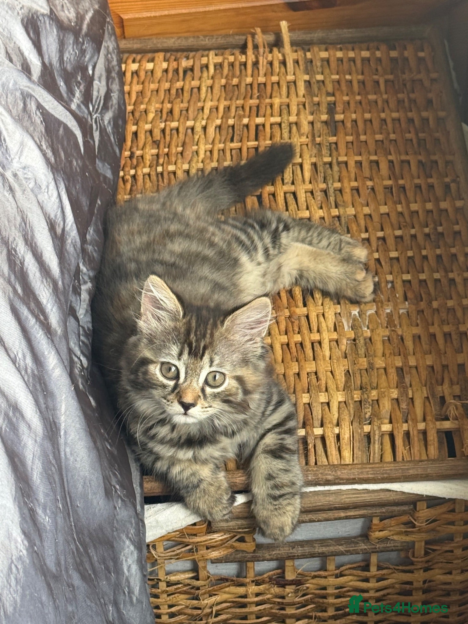 Norwegian Forest Cat cats Beautiful Females available  - Advert 2