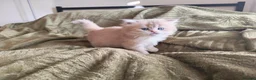 British Shorthair cats for sale: Golden cy12 British Shorthair Boys – Vet Raised in Norwich - Advert 11
