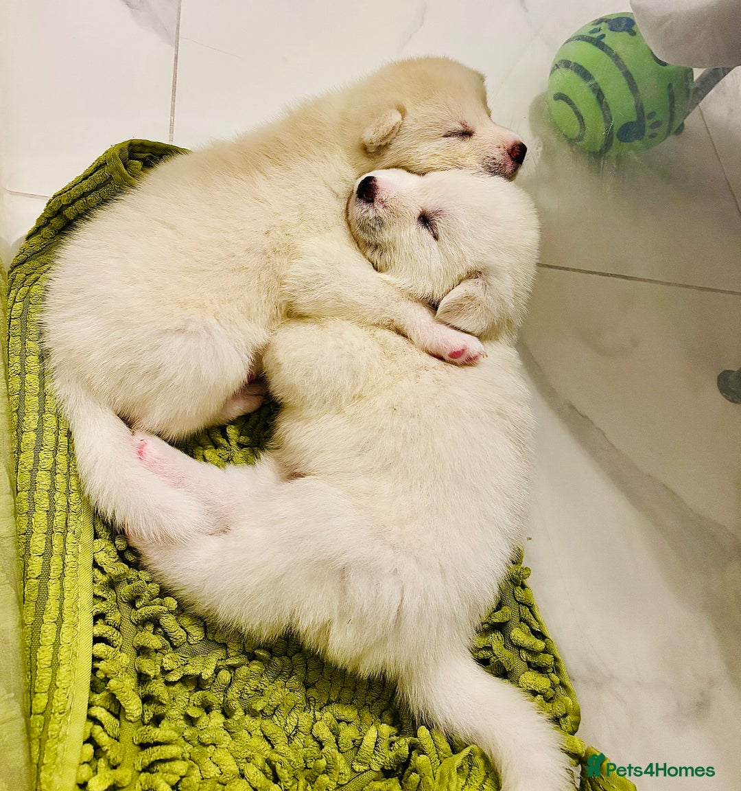 Japanese Akita Inu dogs for sale: Mama & Puppies for good homes 💜 - Advert 3