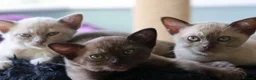 Burmese cats for sale: Beautiful playful Burmese kittens  - Advert 15