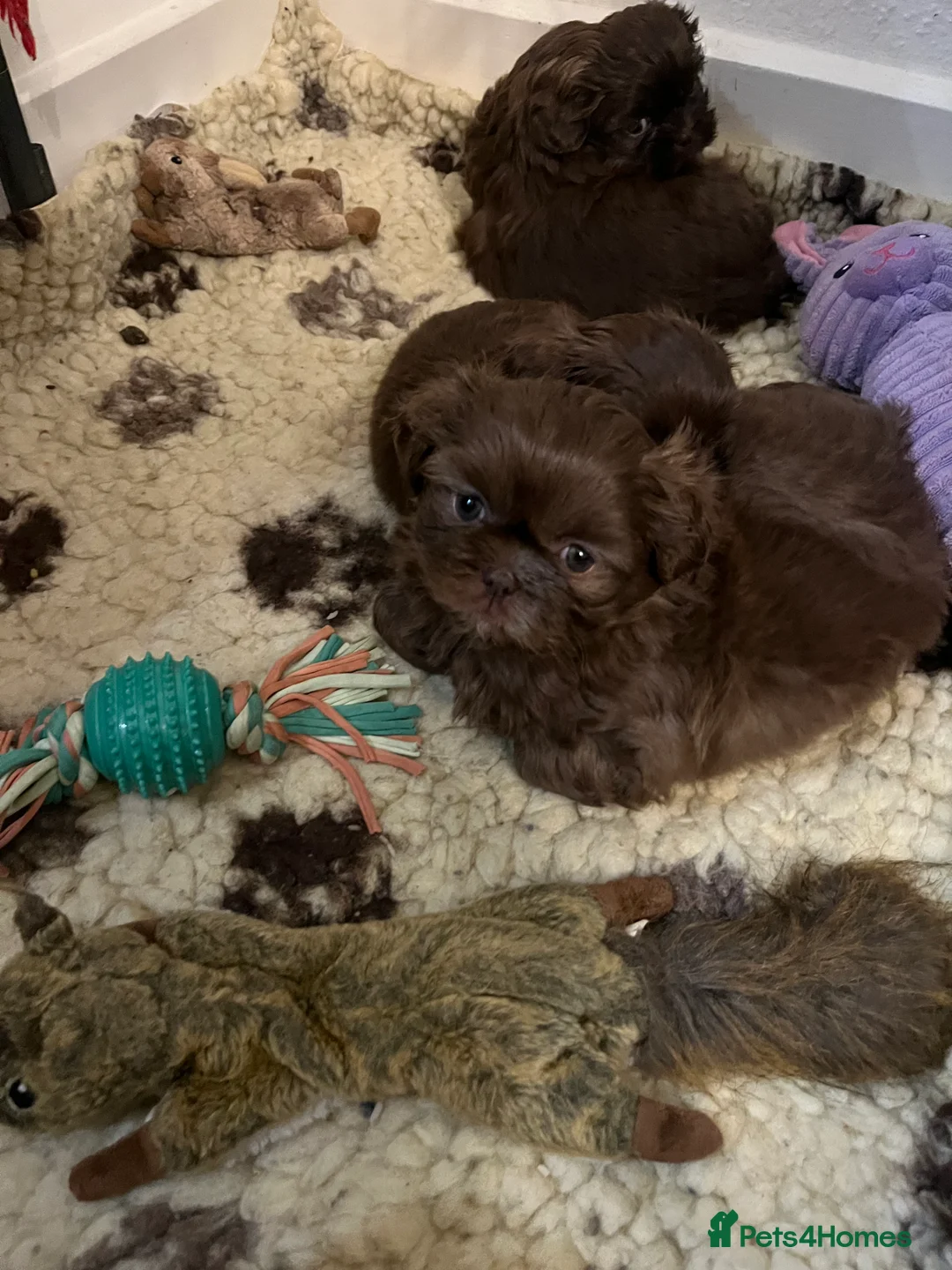 Shih Tzu dogs for sale: Adorable lavender & chocolate Shih Tzu puppies  - Advert 16
