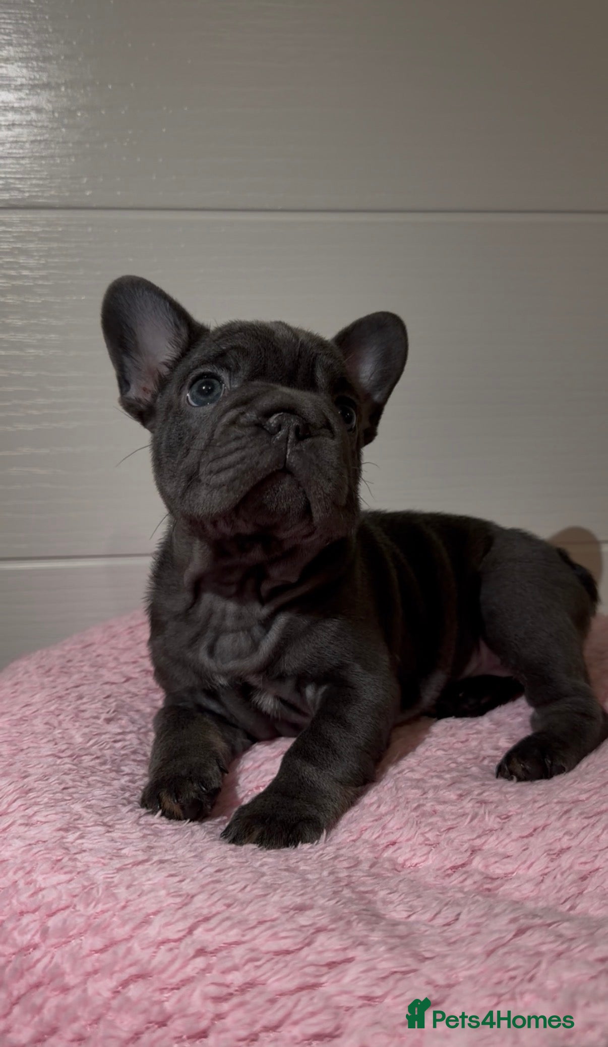 French Bulldog dogs FEMALE FRENCHIE AVAILABLE  - Advert 2