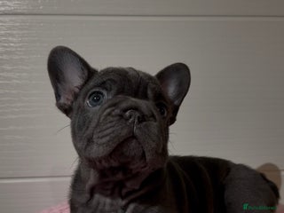 French Bulldog dogs FEMALE FRENCHIE AVAILABLE - Advert 2