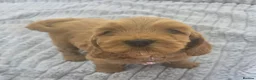 Cockapoo dogs for sale: 🐾Adorable Puppies Ready for Their Forever Homes🐾 in Ripley - Advert 7