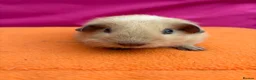 Guinea Pig rodents for sale: Californian & Himalayan - Boars & Sows - Advert 20