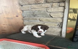 English Springer Spaniel dogs for sale: KC English springer spaniel puppies  - Image 15