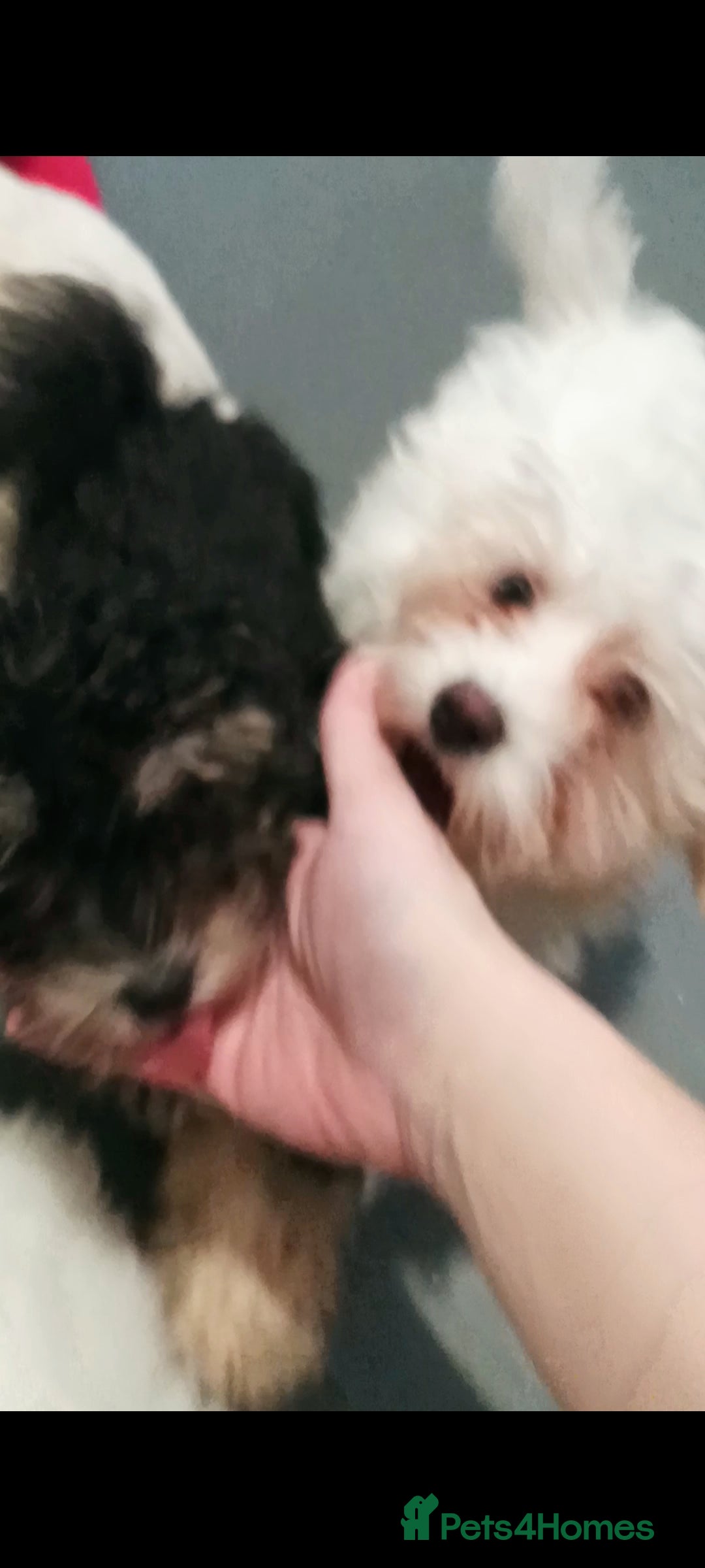 Maltipoo dogs for sale: Beautiful Maltipoo puppies  - Advert 7