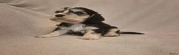 Cocker Spaniel dogs for sale: Stunning Health Tested Cocker Spaniels  - Advert 17